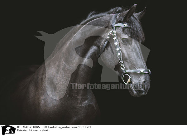 Friese Portrait / Friesian Horse portrait / SAS-01065