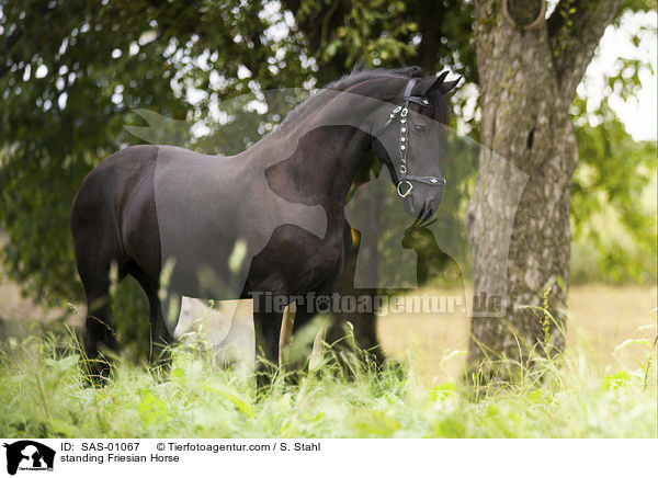 stehender Friese / standing Friesian Horse / SAS-01067