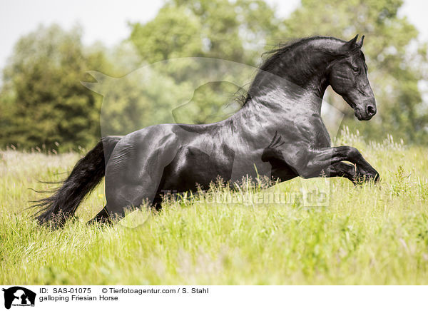 galoppierender Friese / galloping Friesian Horse / SAS-01075