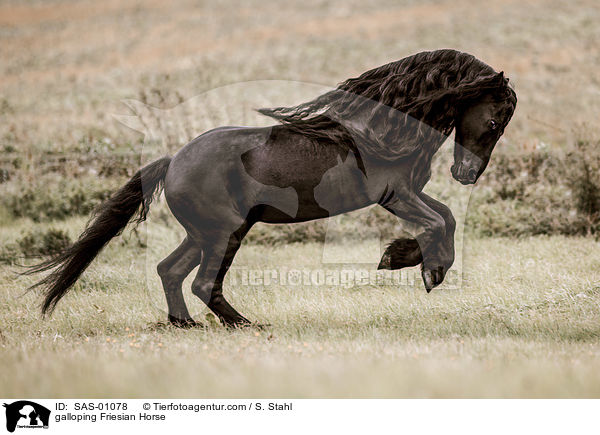 galoppierender Friese / galloping Friesian Horse / SAS-01078