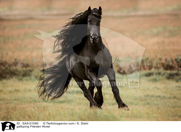 galoppierender Friese / galloping Friesian Horse / SAS-01080