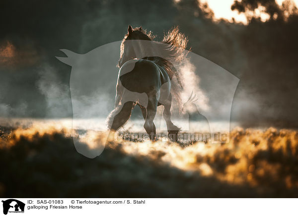 galoppierender Friese / galloping Friesian Horse / SAS-01083