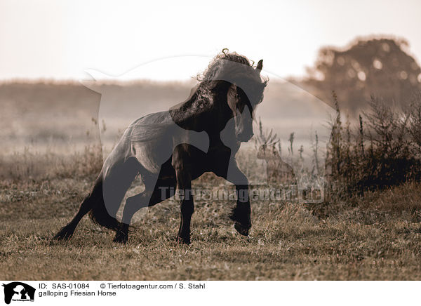 galoppierender Friese / galloping Friesian Horse / SAS-01084