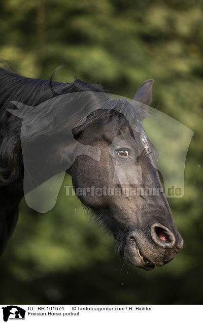 Friese Portrait / Friesian Horse portrait / RR-101674