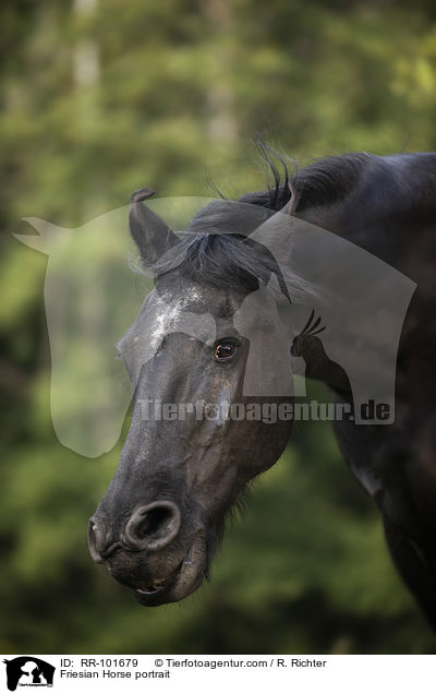 Friese Portrait / Friesian Horse portrait / RR-101679