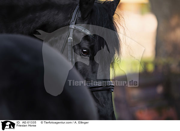 Friese / Friesian Horse / AE-01335