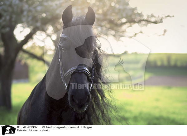 Friese Portrait / Friesian Horse portrait / AE-01337