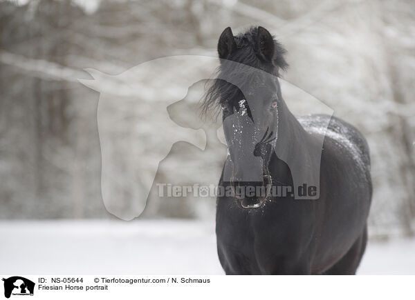 Friese Portrait / Friesian Horse portrait / NS-05644