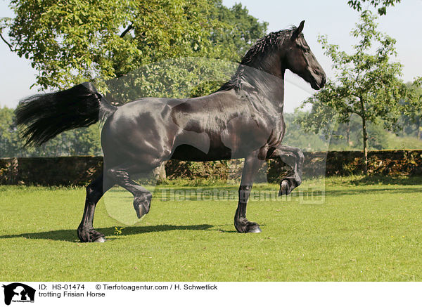 trotting Frisian Horse / HS-01474