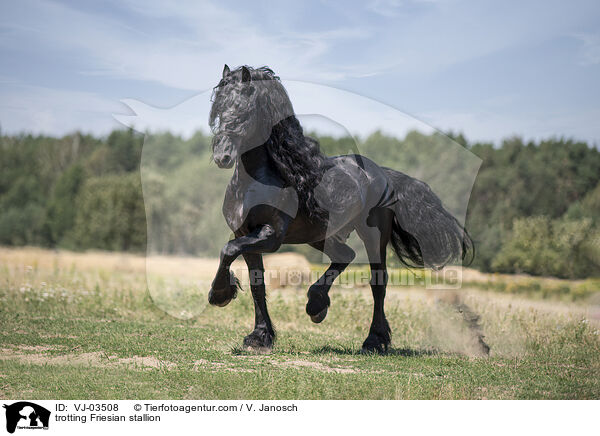 trotting Friesian stallion / VJ-03508
