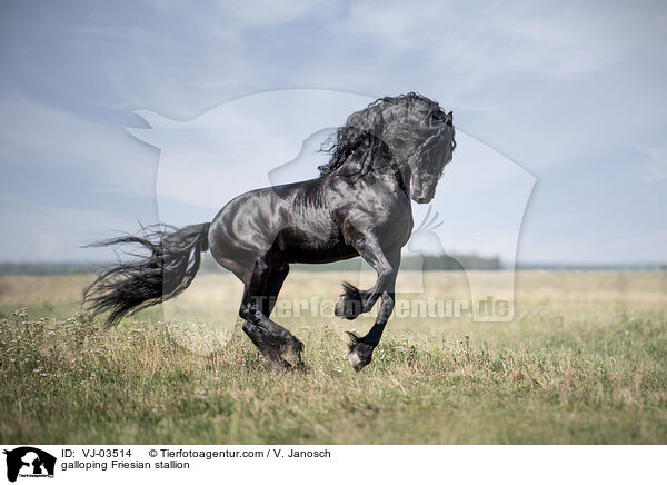galloping Friesian stallion / VJ-03514