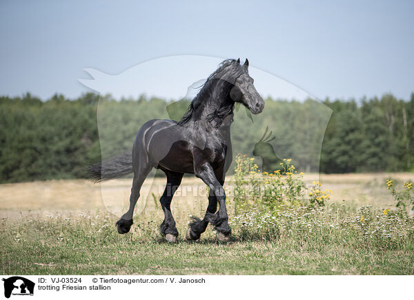 trotting Friesian stallion / VJ-03524