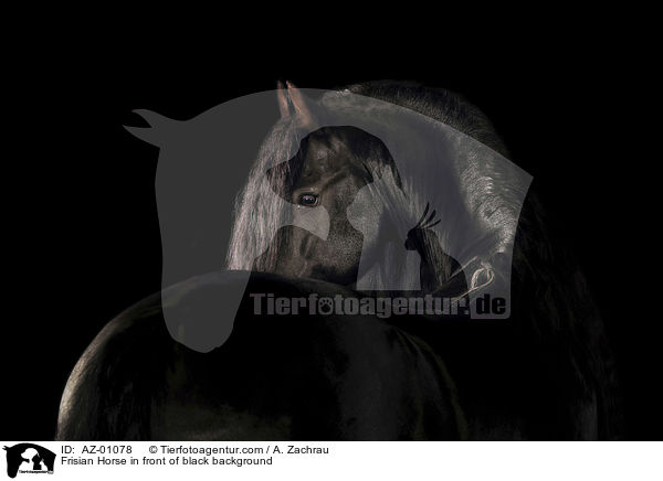 Friese vor schwarzem Hintergrund / Frisian Horse in front of black background / AZ-01078