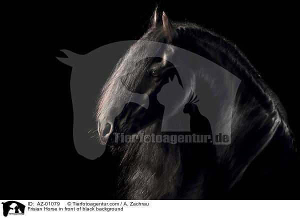 Frisian Horse in front of black background / AZ-01079