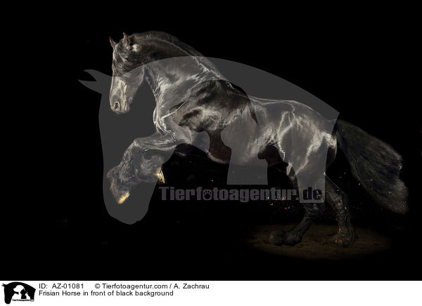 Frisian Horse in front of black background / AZ-01081