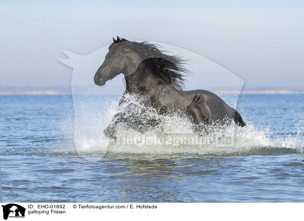 galloping Frisian / EHO-01892