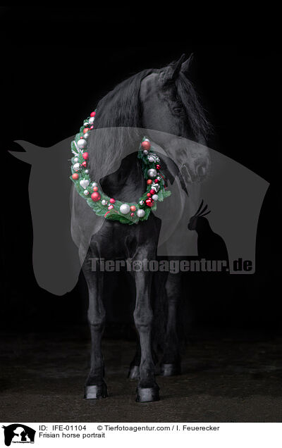 Friese Portrait / Frisian horse portrait / IFE-01104