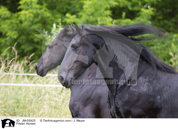 Friesen / Frisian Horses / JM-05825