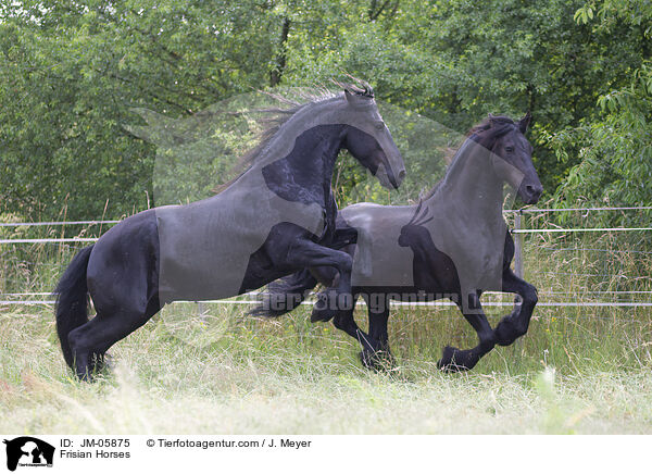 Friesen / Frisian Horses / JM-05875
