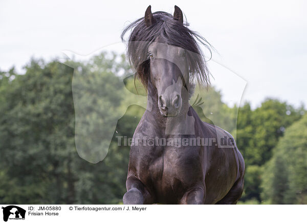 Friese / Frisian Horse / JM-05880