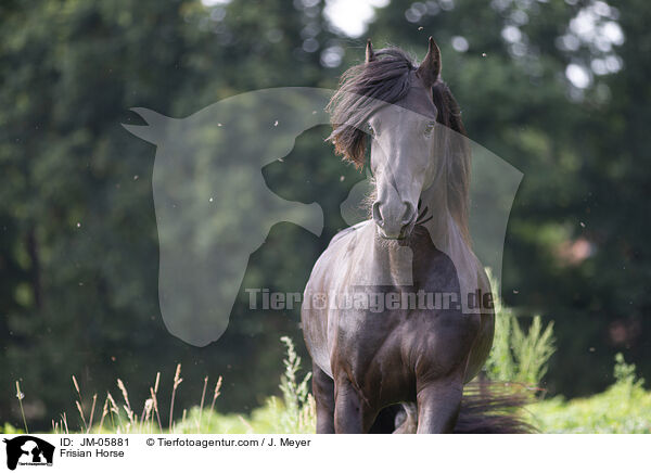 Friese / Frisian Horse / JM-05881