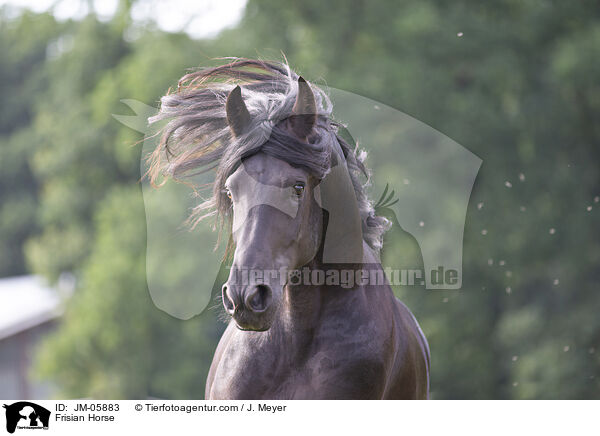 Friese / Frisian Horse / JM-05883