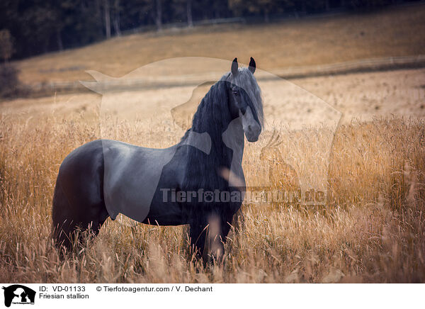 Friese Hengst / Friesian stallion / VD-01133