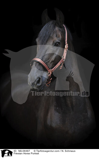 Friese Portrait / Friesian Horse Portrait / NS-06487