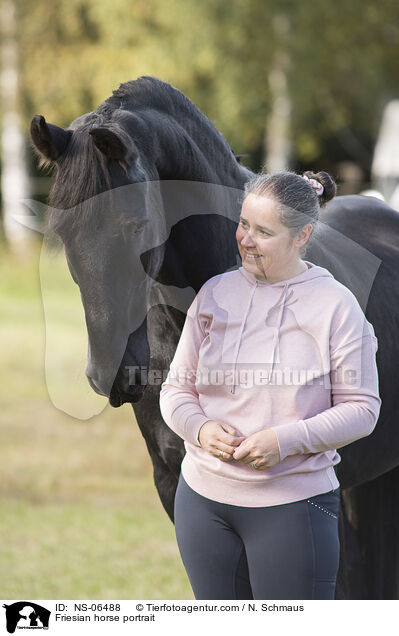 Friesian horse portrait / NS-06488