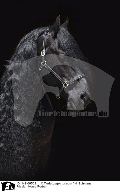 Friesian Horse Portrait / NS-06502