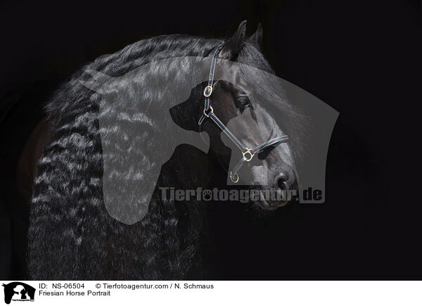 Friesian Horse Portrait / NS-06504