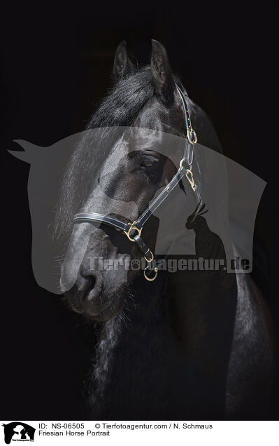 Friesian Horse Portrait / NS-06505