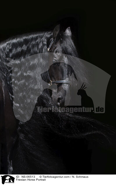 Friesian Horse Portrait / NS-06513