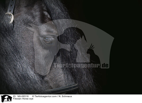 Friesian Horse eye / NS-06516