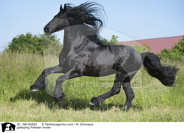 galoppierender Friese / galloping Friesian horse / NS-06592
