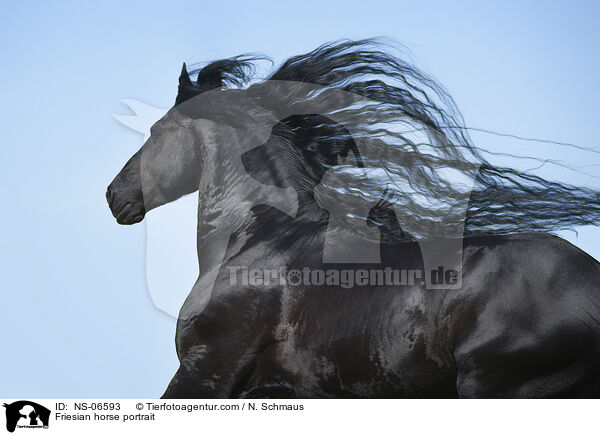 Friesian horse portrait / NS-06593