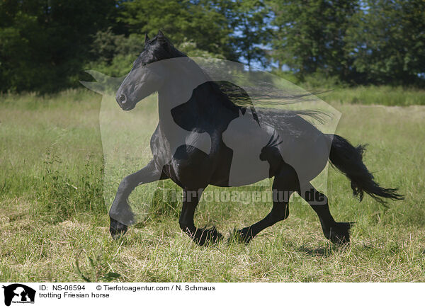 trotting Friesian horse / NS-06594
