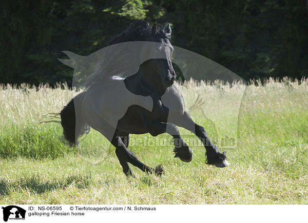 galoppierender Friese / galloping Friesian horse / NS-06595