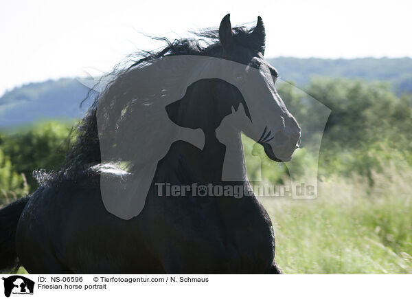 Friesian horse portrait / NS-06596