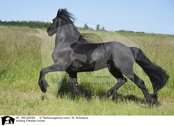 trotting Friesian horse / NS-06598