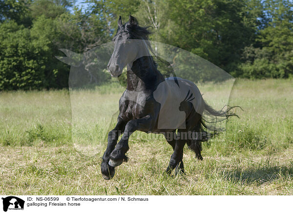 galloping Friesian horse / NS-06599