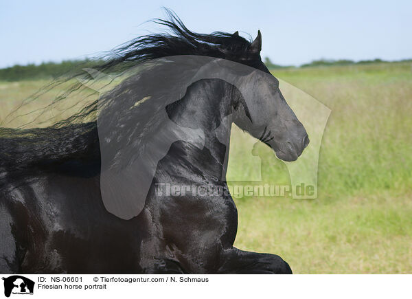 Friesian horse portrait / NS-06601