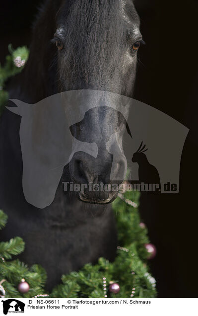 Friese Portrait / Friesian Horse Portrait / NS-06611