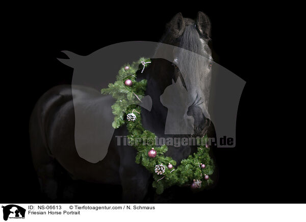 Friesian Horse Portrait / NS-06613