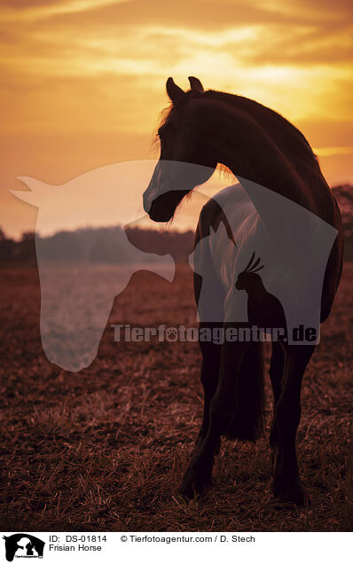 Frisian Horse / DS-01814