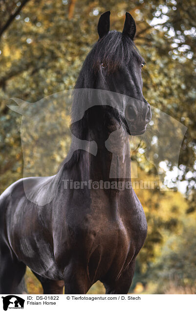 Frisian Horse / DS-01822
