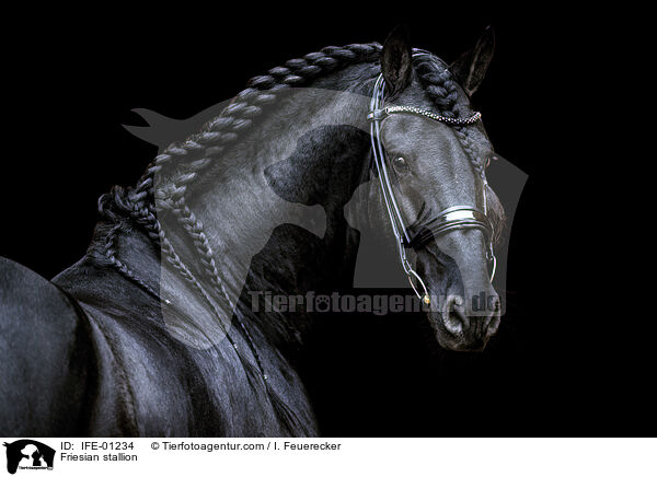 Friesian stallion / IFE-01234