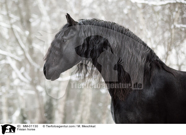 Frisian horse / MM-01130