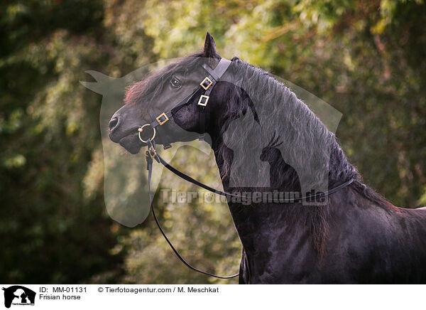 Friese / Frisian horse / MM-01131