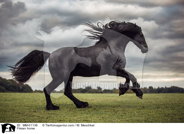 Frisian horse / MM-01136